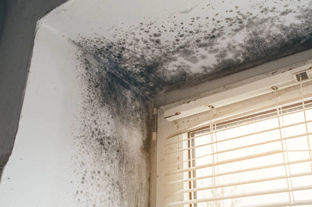 Mold Remediation service in Linden, Linden, NC